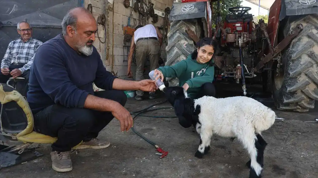 Hatay’da Kuzu Karabaş Ailenin Çocuğu Gibi Büyüyor! 2